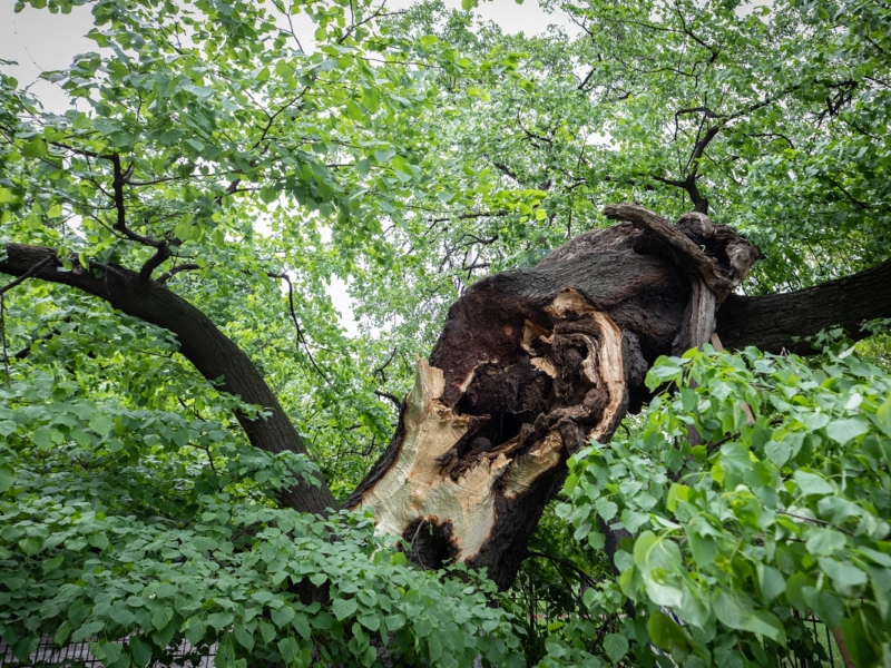 Вчорашній вітер пошкодив 200 дерев, у тому числі липу Петра Могили – чи можливо її врятувати
