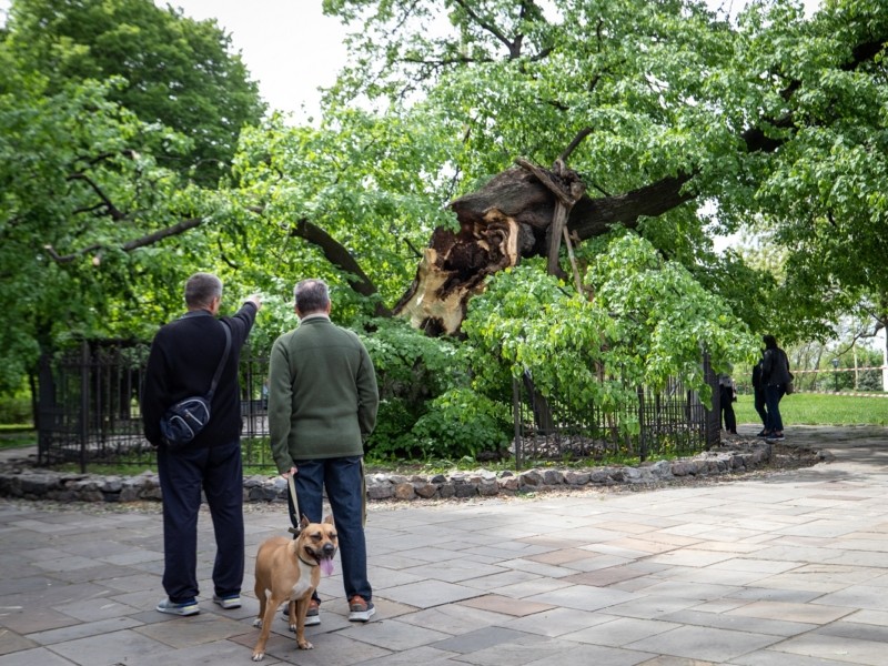Зламана легендарна липа Петра Могили: дослідник провів обстеження дерева (ФОТО)