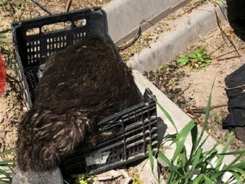 У Вишгороді на смітник винесли вмираючого бобра (ФОТО)