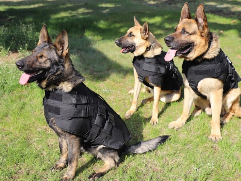 Українських собак-прикордонників забезпечили бронежилетами (ФОТО)