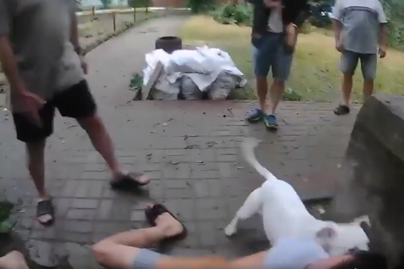 П’яна компанія натравила бійцівського пса на поліцейських в Ірпені