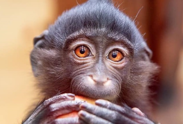Під час окупації декілька мавп через стрес розбивалися о вольєр – власник зоопарку “ХII Місяців”