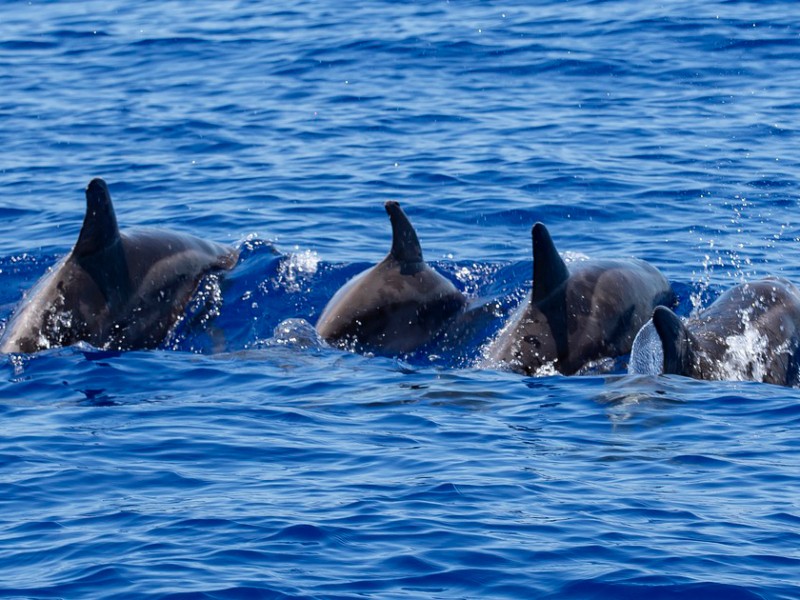 Через російську агресію у Чорному морі загинули не менш як три тисячі дельфінів