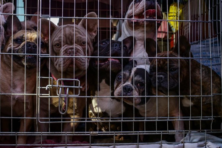 В Україні хочуть заборонити розводити собак та котів