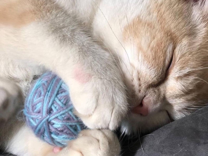 Знайшли з пораненою лапою: кіт Пиріжок з Київщини знайшов домівку за 500 км
