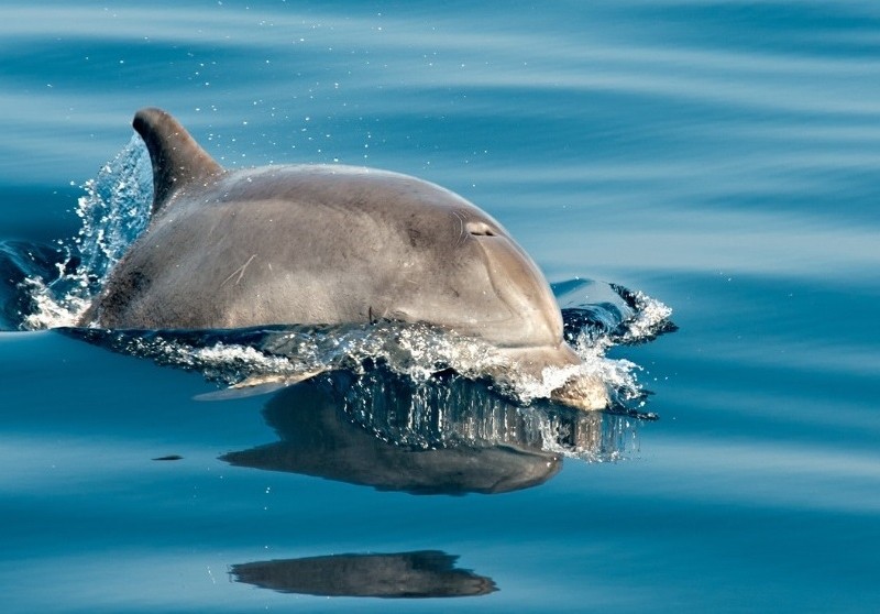 В Чорному та Азовському морях з початку бойових дій масово гинуть дельфіни