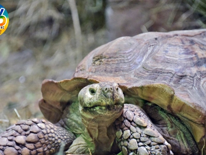 У Київському зоопарку африканські черепахи перейшли до літнього вольєру