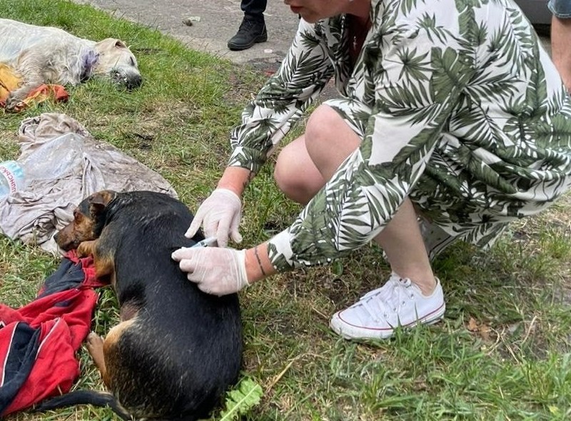 У Голосіївському районі в автобусі виявили трупи собак: на місце викликали поліцію (ФОТО)