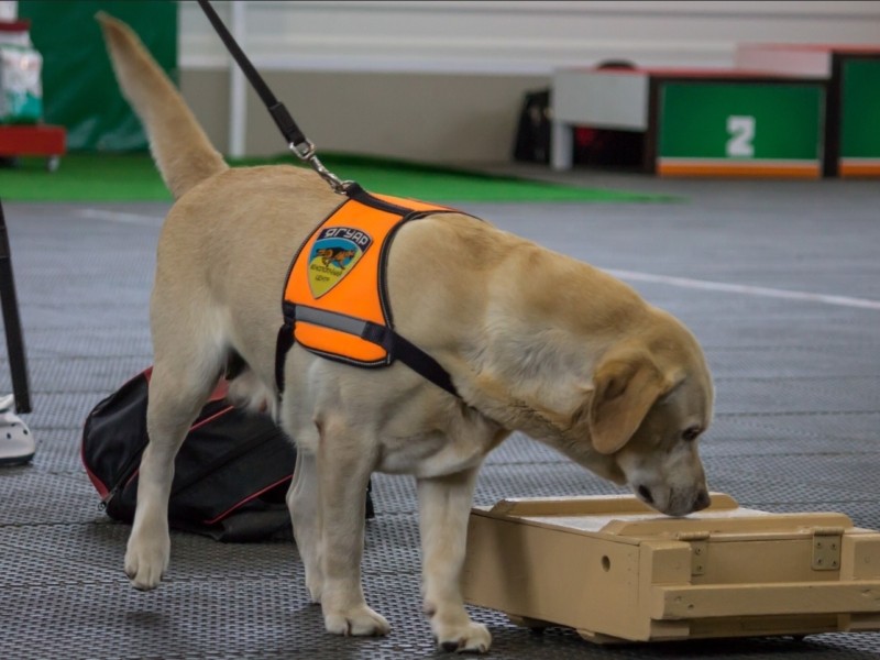 На Київщині 2-3 липня проведуть благодійний семінар з підготовки й використання собак-детекторів