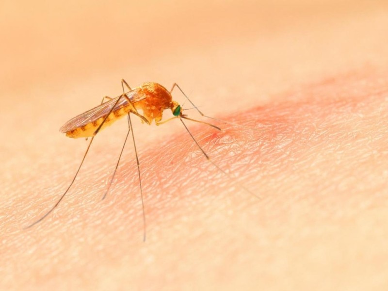 Чим можуть бути небезпечні укуси комарів та що потрібно знати про репеленти