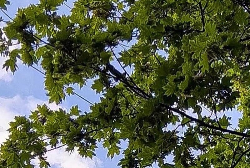 “Великий зелений ящур лазить по дереву”. В Kyiv Animal Rescue Group розповіли про незвичайну рятувальну операцію