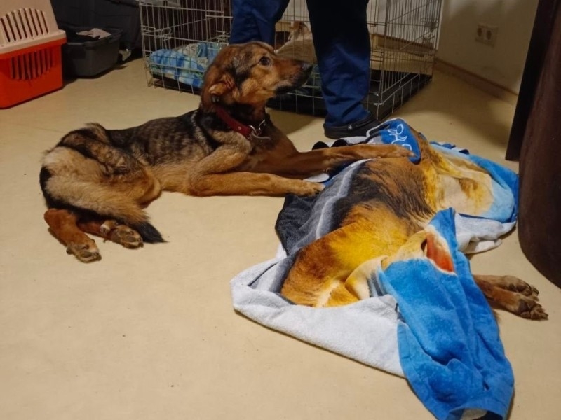 Масова загибель собак у Бородянці: комісія КМДА визначилась із долею директорки притулку