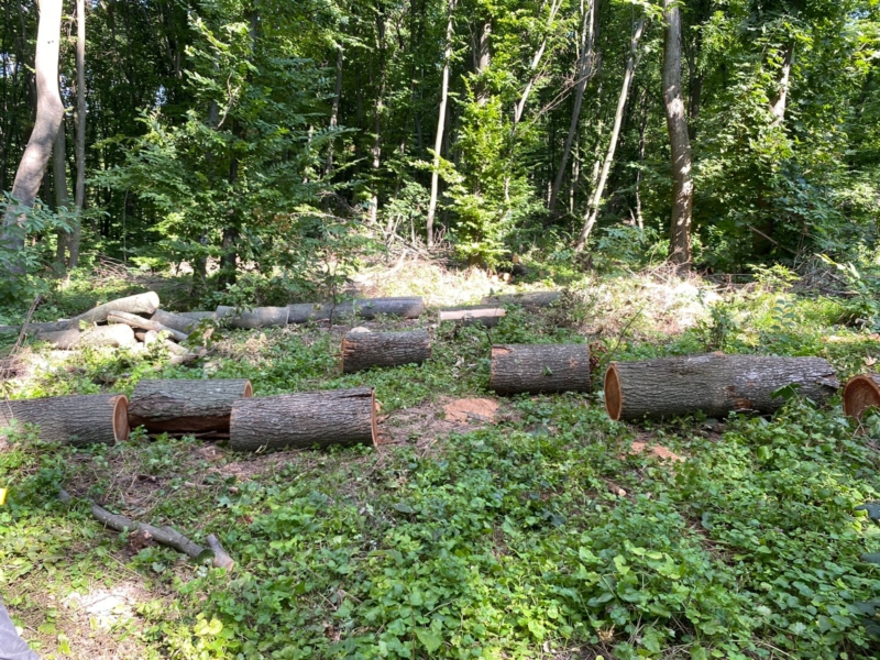 Знищення 16,5 га лісу на Київщині – прокуратура вручила підозри “крепким господарникам”