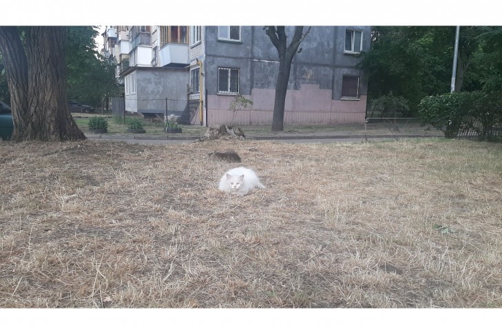 У Києві вкотре вимагають припинити скошування трави