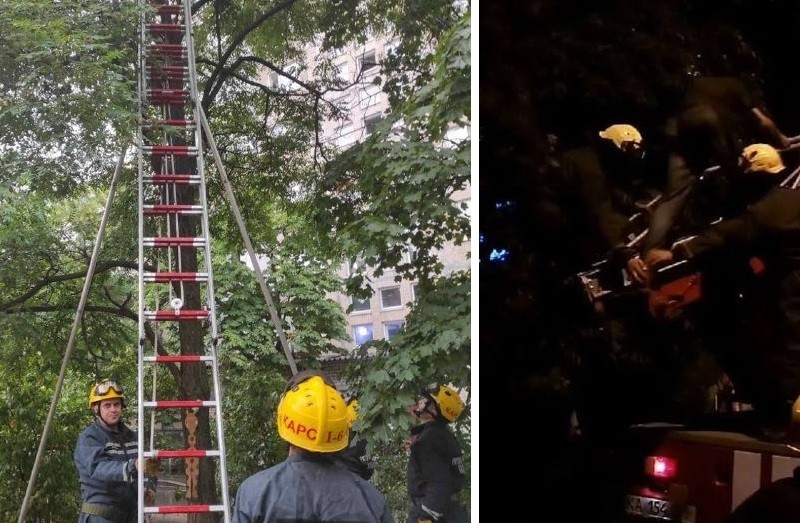 Рятувальники кілька годин намагались зняти з дерева чоловіка “під кайфом”