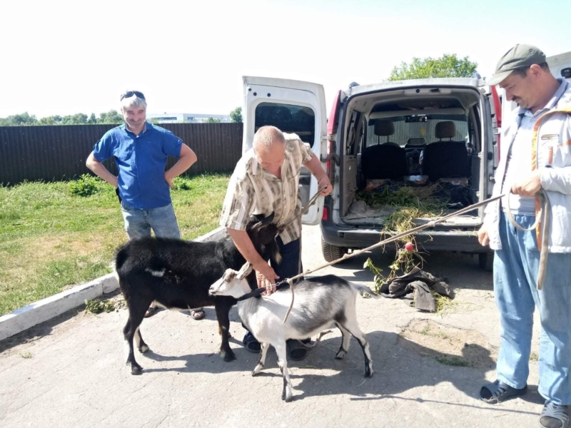 Мешканцям Бородянського ПНІ передали домашніх тварин. Їхню худобу забили “кадирівці” під час окупації