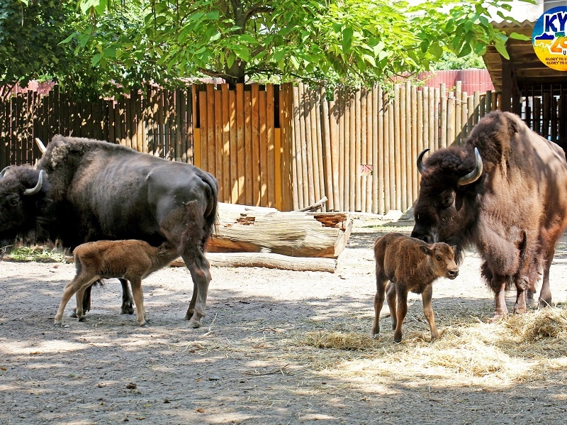 Варта і Вікінг: у київському зоопарку народилися бізончики (ФОТО)