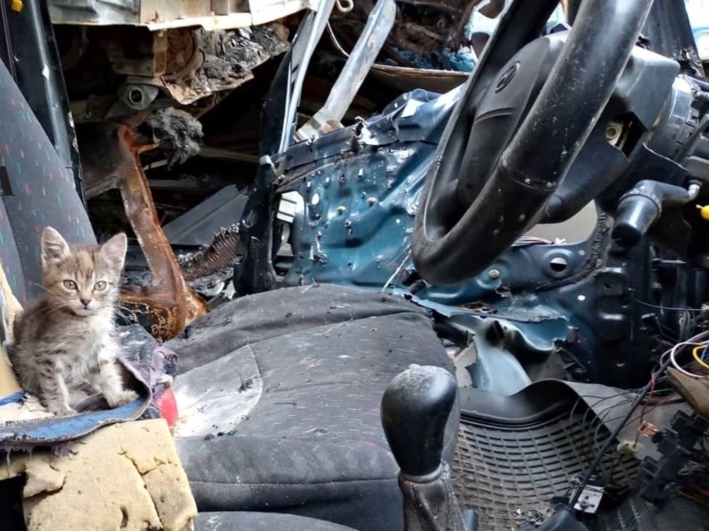 Ніхто не забрав: кошенята досі живуть посеред спалених автівок (ВІДЕО)
