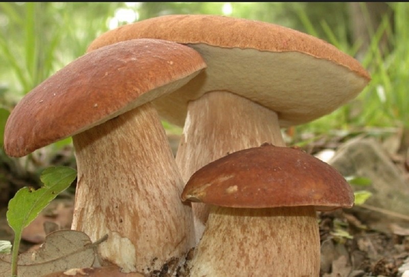 На Київщині ще кілька людей отруїлись грибами