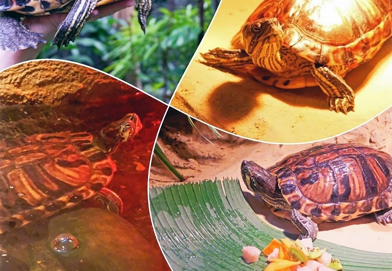 Черепаха Тора, яка вилетіла з вікна під час обстрілу, вже освоїлась у Київському зоопарку