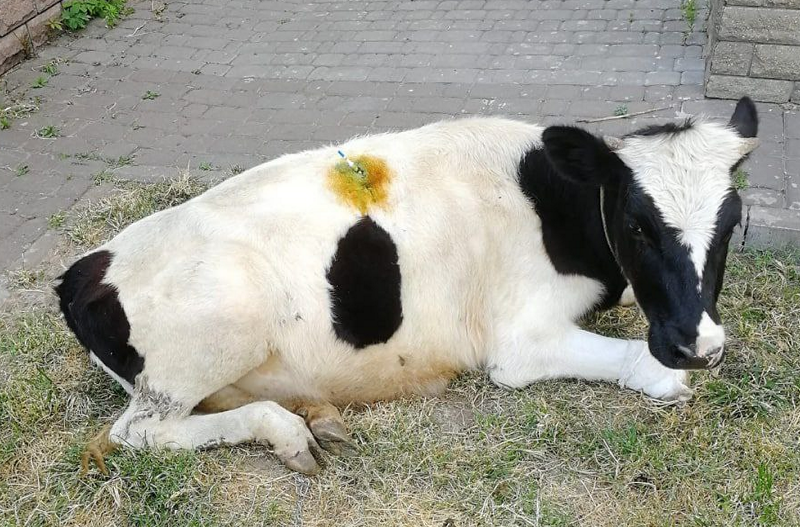 В Києві рятують корову, яка серйозно постраждала під час обстрілів