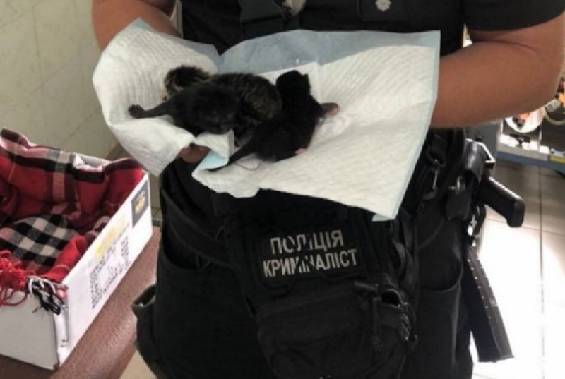 Столичні поліцейські врятували кошенят