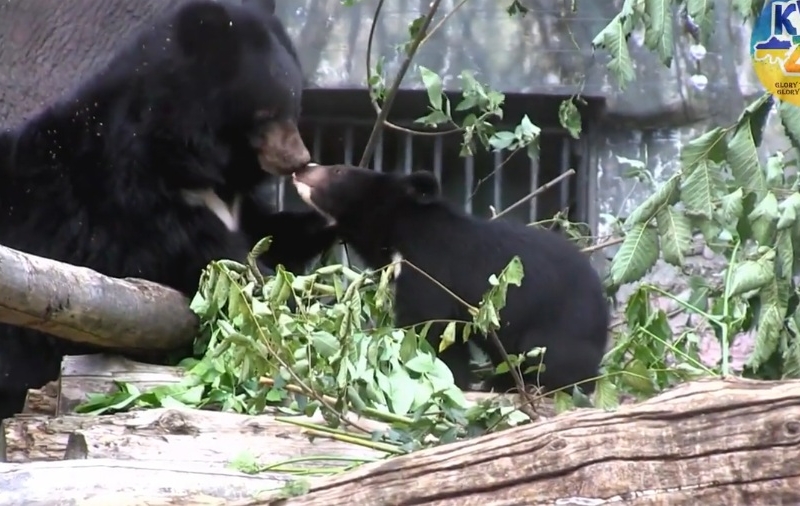 Київський зоопарк запрошує познайомитися з новим мешканцем – гімалайським ведмежатком Бері