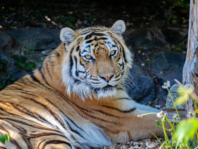 Тигриця Даліла, яку врятували з приватного екопарку в Харкові, повністю освоїлась у новому вольєрі