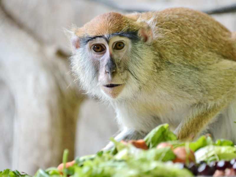 У Київському зоопарку врятовані мавпи-гусари вже освоїлись у літньому вольєрі