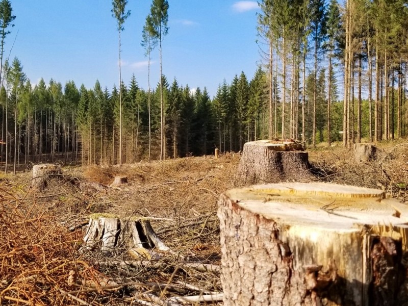 Компенсація 9,5 тис. грн за кожне дерево. Мешканець Київщини отримав вирок за незаконну рубку лісу
