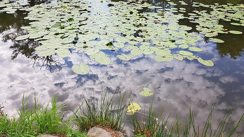 Озеро на Дарниці може стати ботанічною пам’яткою місцевого значення