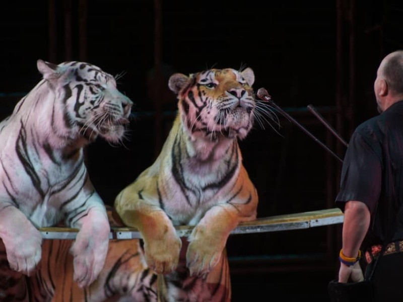 Знущанням змушують тварин виконувати дурнуваті трюки: нова програма цирку в Києві викликала обурення зоозахисників