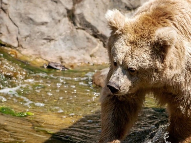 Таких всього 200 у світі: в київському зоопарку живе тянь-шанська ведмедиця Чудо (ФОТО, ВІДЕО)
