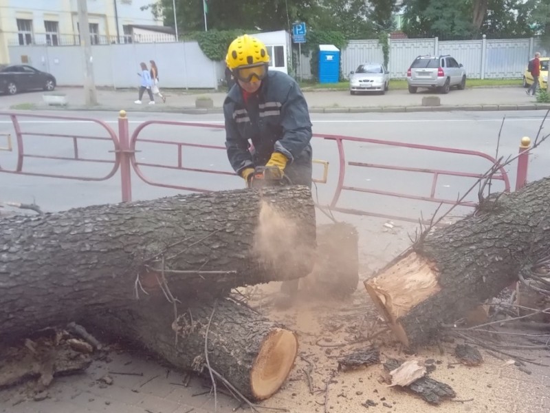 Величезне дерево впало на тротуар: травмована жінка, пошкоджена огорожа (ФОТО)