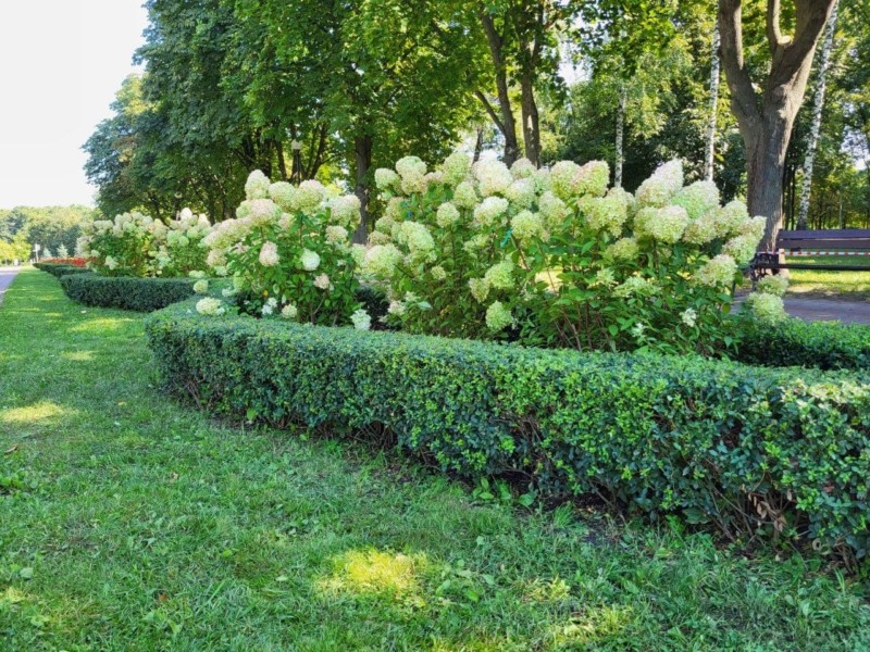 Квітучі магніти: в парку “Відрадний” облаштували клумби гортензій, а скоро їх буде ціла алея (ФОТО)