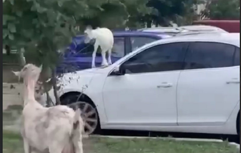 На Позняках кози стрибають по автівках (ВІДЕО)