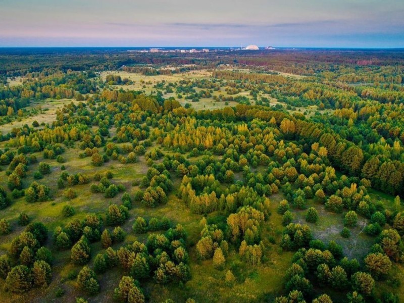 На Київщині виявили понад 100 тисяч гектарів самосійних лісів