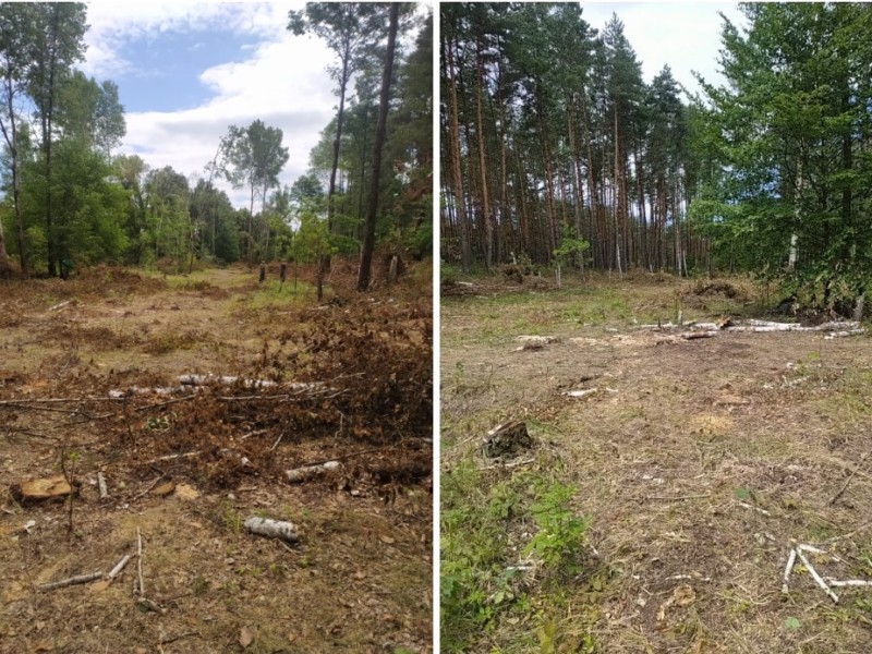 Мешканець Вишгорода завдав лісництву шкоди на понад 1,5 млн грн