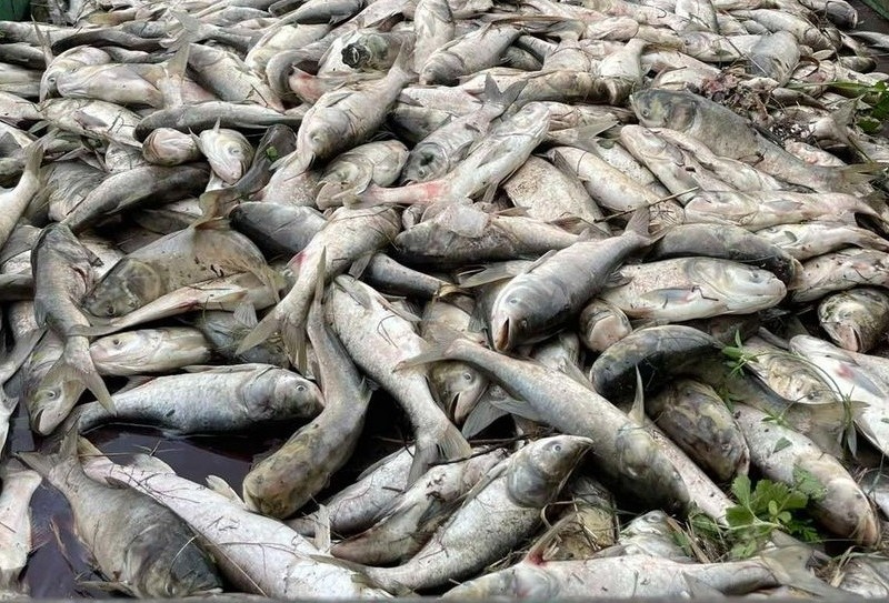 В Борисполі еко-катастрофа: на озері масово загинула риба (ФОТОФАКТ)