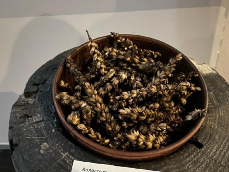Чому росія краде зерно? В Музеї Голодомору стартувала нова виставка з особливими експонатами