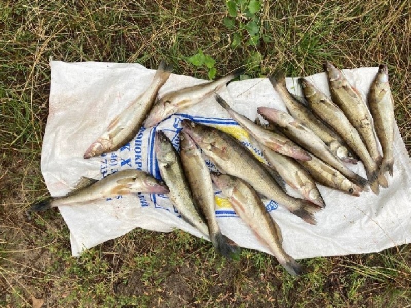 На Київщині браконьєри наловили 229 кг риби та завдали шкоди на суму понад 800 тисяч гривень