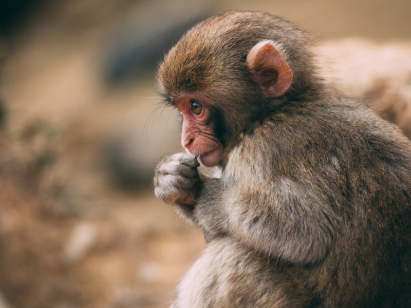Три тижні з висипом серед людей: в Україні підтвердили другий випадок захворювання віспою мавп