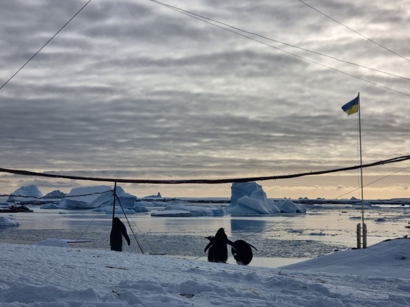 В Антарктиді зафіксували найтеплішу зиму: до станції “Вернадський” почали навідуватись пінгвіни