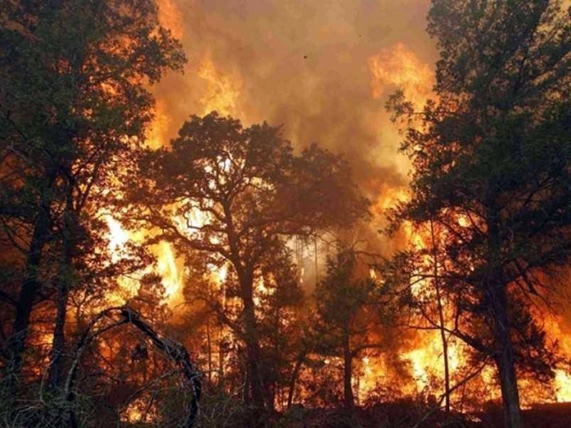 За пів року в Україні зафіксували понад 100 масштабних лісових пожеж – торік була одна