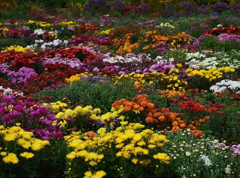 Для поціновувачів хризантем: ботсад Гришка організовує ярмарку-продаж вишуканої осінньої квітки