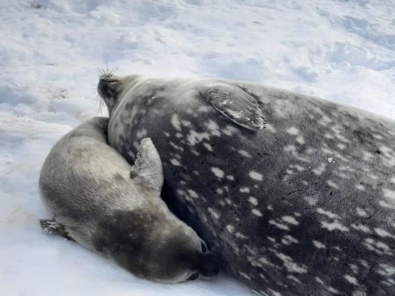 Біля антарктичної станції “Академік Вернадський” народилися дитинчата тюленів