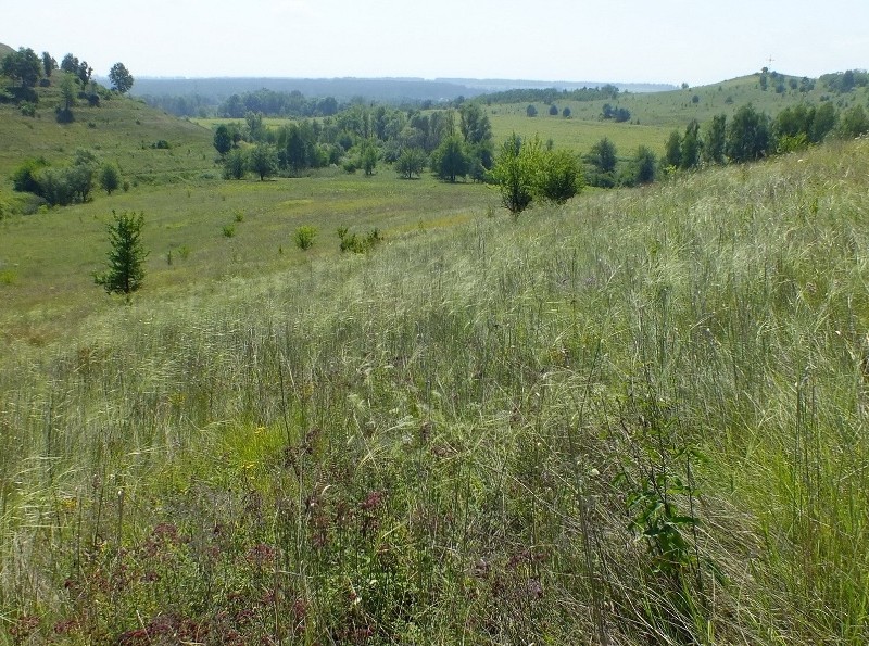 На Київщині виявили степовий схил з рідкісними рослинами (ФОТО)