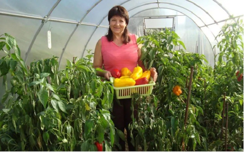 На Київщині жінка вирощує більше 2000 сортів томатів