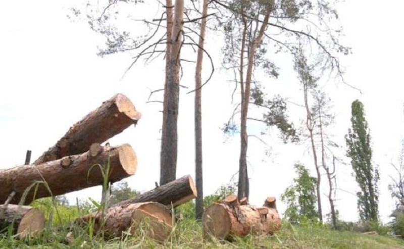 На Київщині виявили факт незаконної вирубки дерев, який завдав збитки довкіллю на 1 млн грн