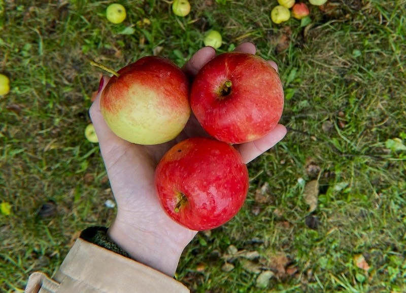 Яблуко наливне: аналітики розповіли, якими будуть ціни на фрукт у маркетах міста